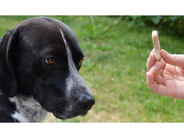 Récompenses et punitions en psychologie comportementale