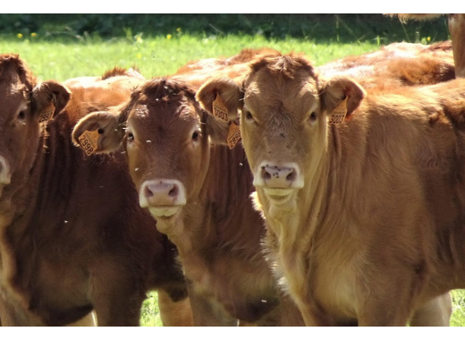 L'épidémie de dermatose nodulaire contagieuse bovine : ce qu'il faut savoir