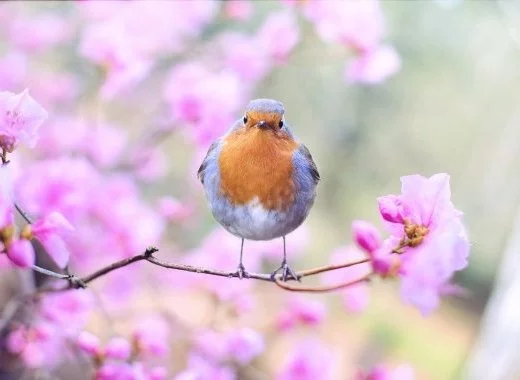 Évaluation mondiale de la biodiversité et des services écosystémiques