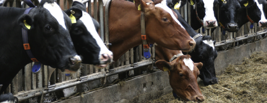 L'épidémie de dermatose nodulaire contagieuse bovine : ce qu'il faut savoir