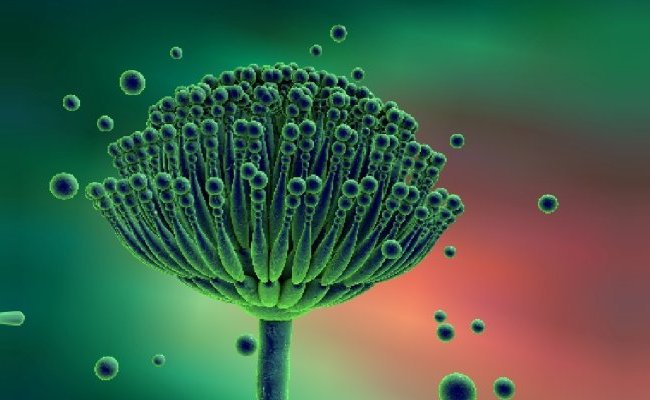 Les mycotoxines