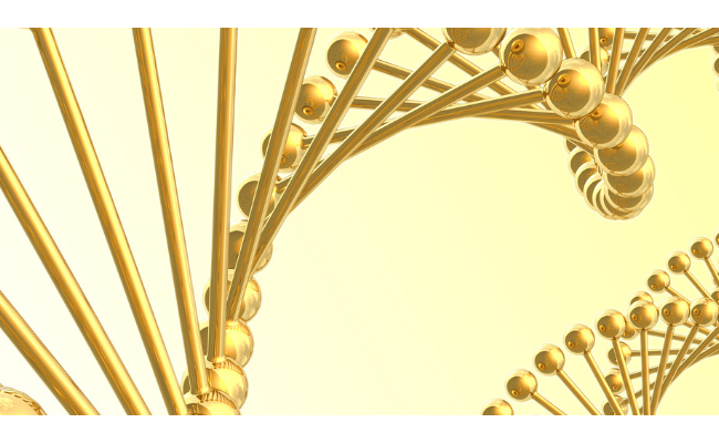 Contrôle (épi)génétique du déterminisme du sexe : le fer a son mot à dire