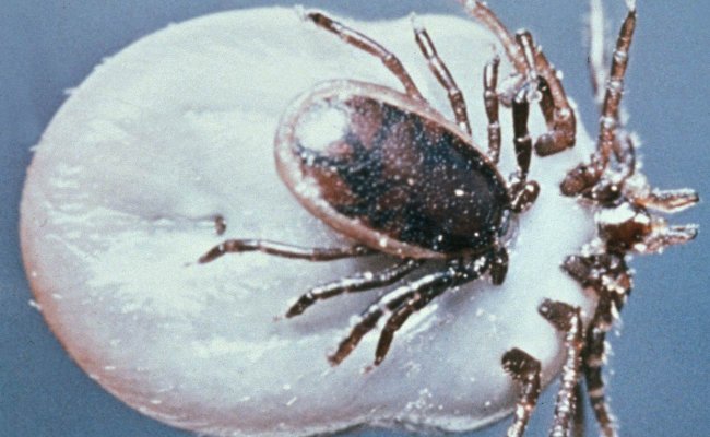 Les « Lyme doctors » : un risque pour les patients