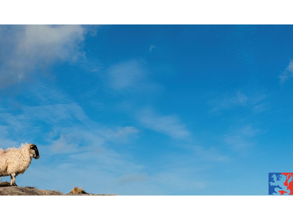 [Lyon - Vendredi 07 novembre à 19h30] Sensibilité et conscience animale