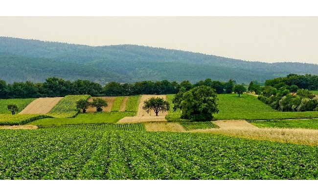 Pesticides et cancers : une couverture médiatique trompeuse