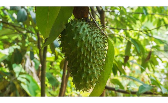Le corossol : une plante « 10 000 fois plus puissante que la chimiothérapie » ?