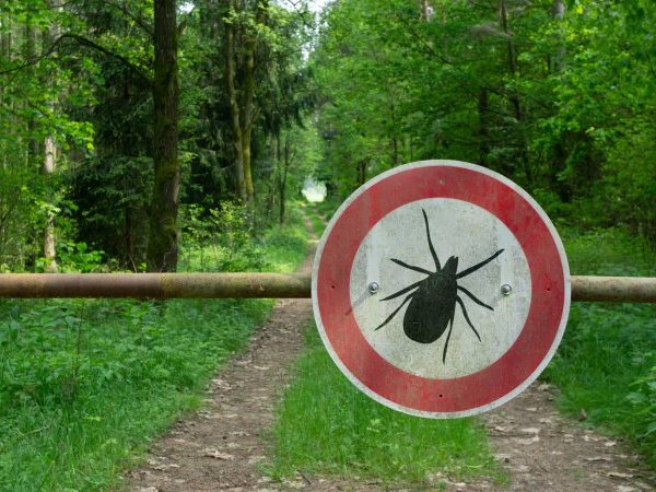 Maladie de Lyme : et si le scandale était ailleurs ?