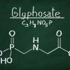 Toxicocinétique et glyphosate