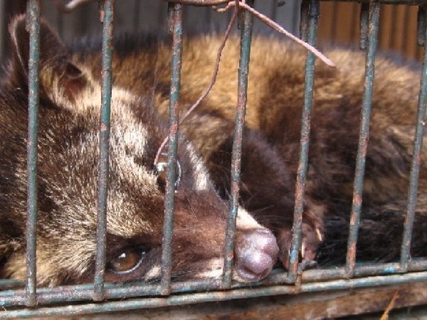 Épidémies : de l'animal à l'Homme