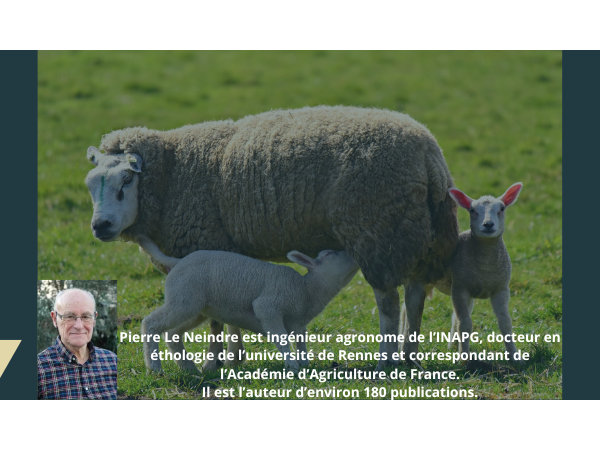 [Conférence en ligne - Mardi 28 mai 2024 à 20h00] Comportement maternel des ruminants et conscience des animaux