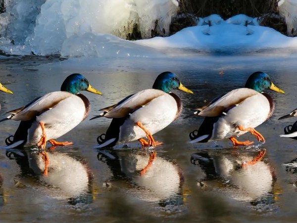 Oscillococcinum : Le petit canard a grandi