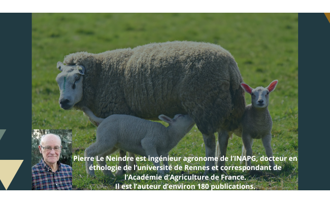 [Conférence en ligne - Mardi 28 mai 2024 à 20h00] Comportement maternel des ruminants et conscience des animaux