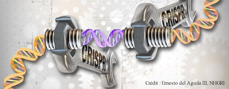 CRISPR-Cas9 : un scalpel génomique à double tranchant