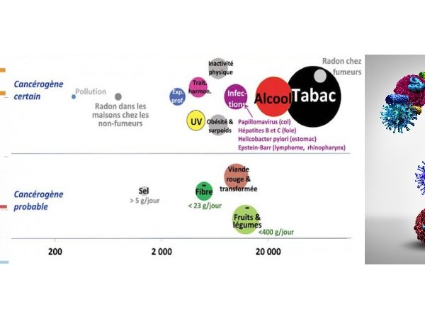 Fréquence et causes des cancers en France