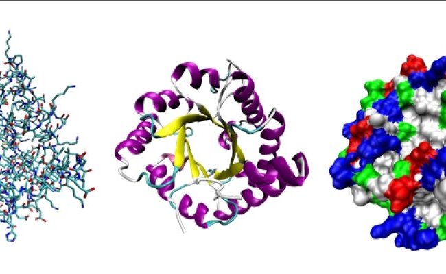 Une intelligence artificielle propose une structure tridimensionnelle pour toutes les protéines connues
