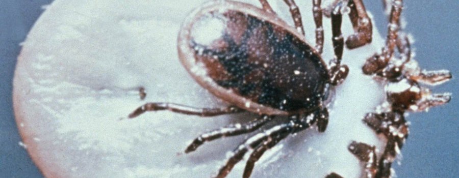 Les « Lyme doctors » : un risque pour les patients