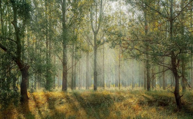 [Webconférence - Jeudi 24 février] Les arbres forestiers face aux dérèglements climatiques
