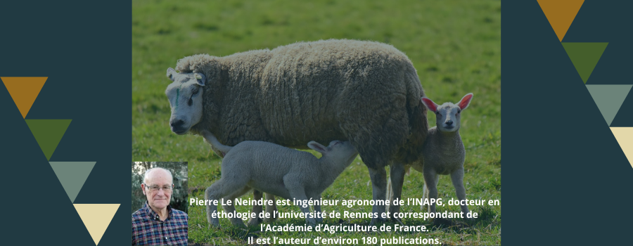 [Conférence en ligne - Mardi 28 mai 2024 à 20h00] Comportement maternel des ruminants et conscience des animaux
