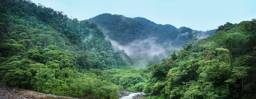 Forêt tropicale, forêt boréale : un impact opposé sur le climat