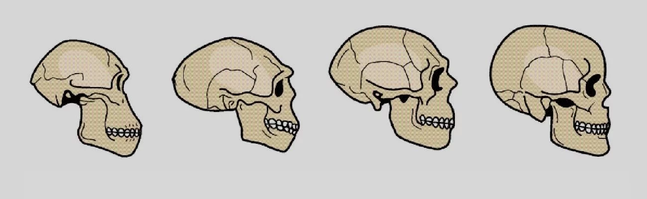 Bipédie, gros cerveau, grand-mère et forte cohésion sociale : des spécificités humaines ?
