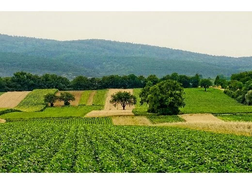 Pesticides et cancers : une couverture médiatique trompeuse