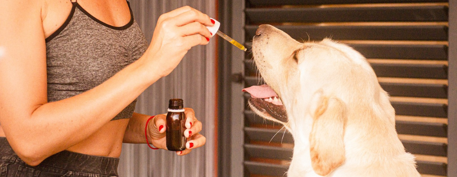 L'expérimentation animale est-elle encore utile en sciences biomédicales ?