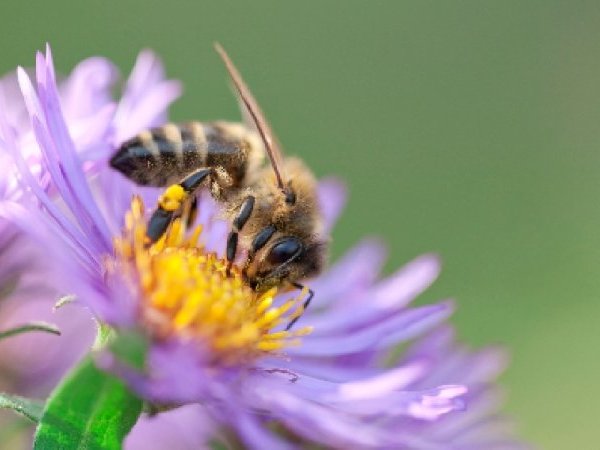 [12 avril 2022 - Webconférence] Dis, une abeille ça pique ?