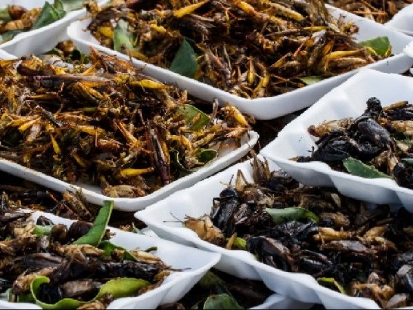 La consommation d'insectes ou de protéines d'insectes en Europe