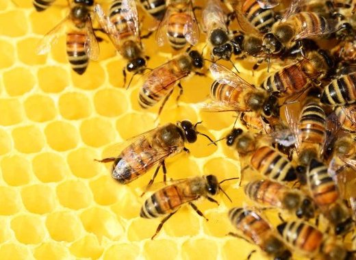 Vidéo : La mortalité des abeilles