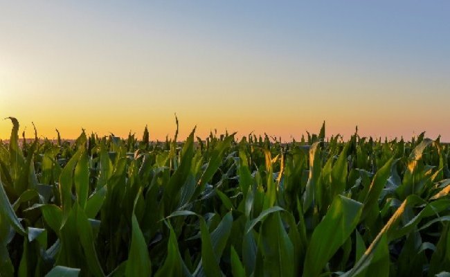 Les plantes génétiquement modifiées, l'alimentation et la santé