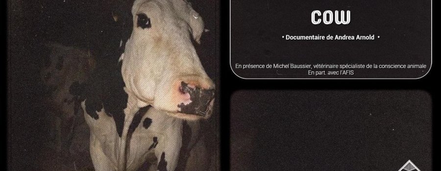 [Lyon - mardi 5 novembre 2024 à 20h30] Cow • Un documentaire de Andréa Arnold