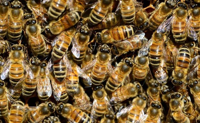 L'apipuncture : ou comment se soigner « naturellement » en massacrant des abeilles