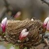 Une étude sur la diminution des populations d'oiseaux en Europe