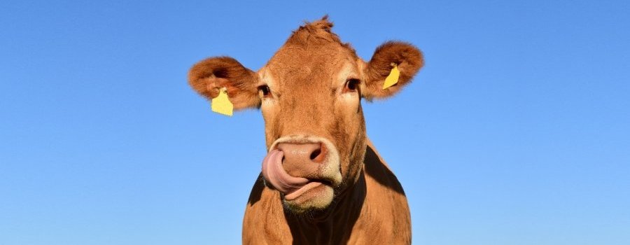 La vache et l'homéopathe