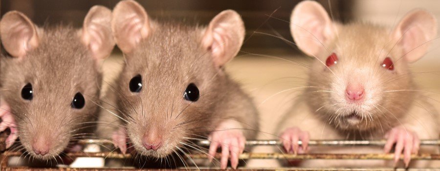 Les rats, la gazette et le laborantin - une fable du 21e siècle, génétiquement modifiée, éditorial SPS n°303