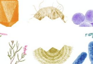 Vive les microbes, le film documentaire et le livre de Marie-Monique Robin