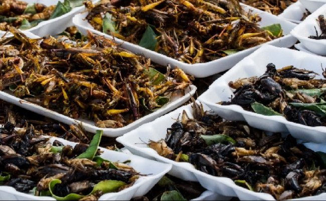 La consommation d'insectes ou de protéines d'insectes en Europe