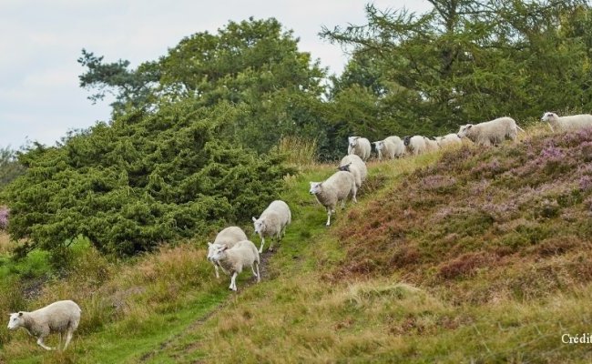 Clic, clic, pourquoi jouons-nous si facilement les moutons de Panurge ?