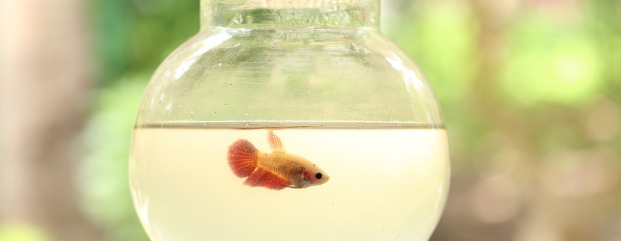 Expérimentation biomédicale et respect de l'animal