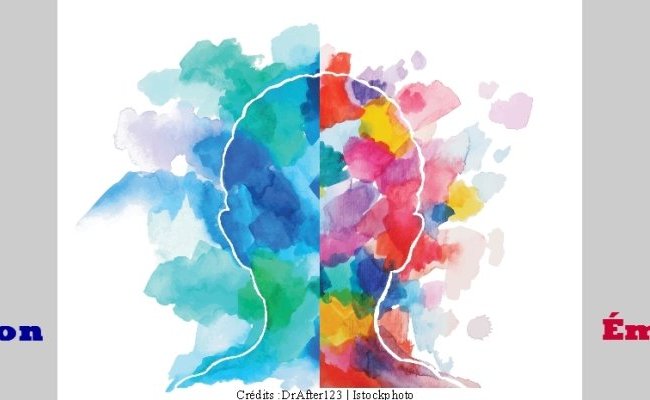 Cerveau gauche et cerveau droit : la neurologie face au mythe