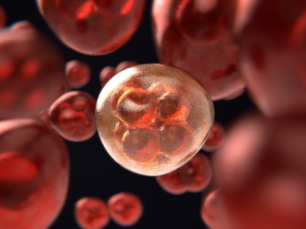 Un organisme artificiel pour étudier la division cellulaire