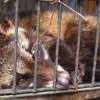 Épidémies : de l'animal à l'Homme