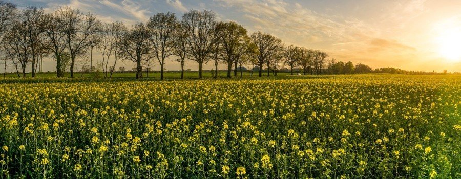 Le moratoire sur les OGM relevait plutôt de la prévention
