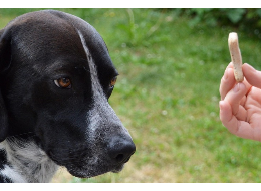 Récompenses et punitions en psychologie comportementale