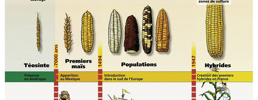 Les OGM : une catégorie juridique aux contours débattus