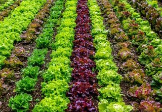 Que penser de l'agriculture biologique et des aliments Bio ?