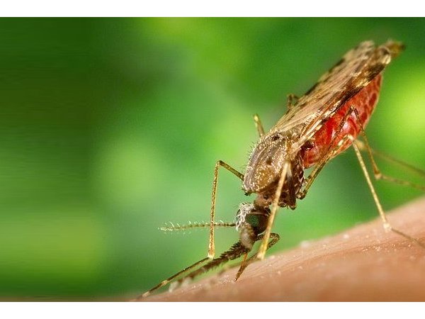 DDT et paludisme : une nouvelle réécriture de l'histoire
