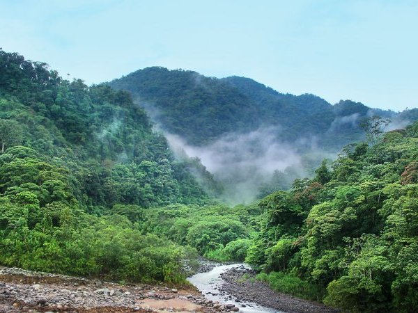 Forêt tropicale, forêt boréale : un impact opposé sur le climat