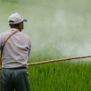385 millions d'intoxications aux pesticides chaque année : vraiment ?