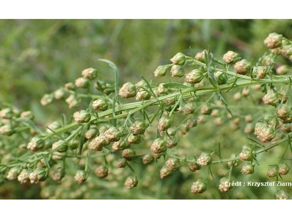 Artemisia annua, l'actrice, le professeur et le paludisme